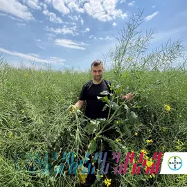 EXCITED Seminte Rapita Monsanto DKC netratata sac 1.5mln seminte - 3HA - - Roveli