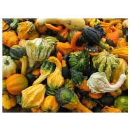Seminte Dovlecei ornamentali Horti Tops 2 GR - - Roveli