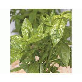 Seminte busuioc verde 1 GR - - Roveli