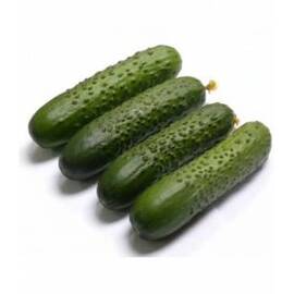 Seminte castraveti cornichon Spino F1 (100 seminte) - - Roveli
