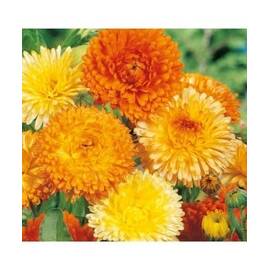 Seminte flori Galbenele Balls Orange Horti Tops 2 GR - - Roveli