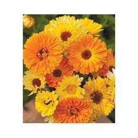 Seminte flori Galbenele Pacific Beauty Horti Tops 1 GR - - Roveli