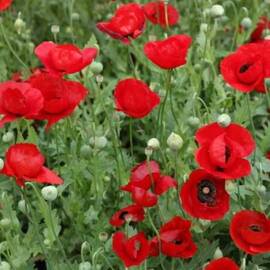 Seminte flori Mac de camp Horti Tops 0.5 GR - - Roveli
