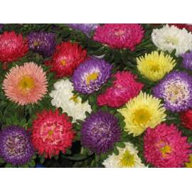 Seminte flori Ochiul boului Horti Tops 0.75 GR - - Roveli
