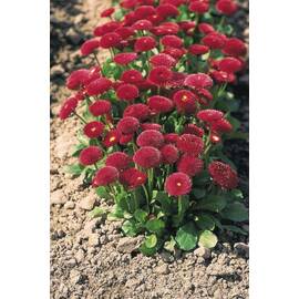 Seminte flori Paralute Horti Tops 0.06 GR - - Roveli