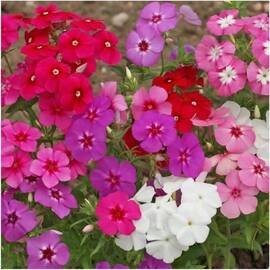 Seminte flori Phlox Drummondi nana compacta HT 0.2 GR - - Roveli