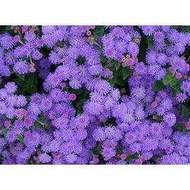 Seminte flori Pufuleti Horti Tops 0.3 GR - - Roveli