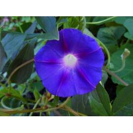Seminte flori Zorele mov Horti Tops 2 GR - - Roveli
