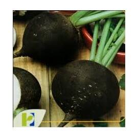 Seminte ridichi negre Ronde Zwarte PPZ 50 GR - - Roveli