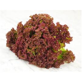 Seminte salata creata rosie Lollo Rossa PPZ 10 GR - - Roveli