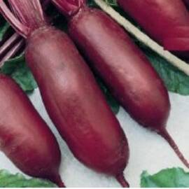 Seminte sfecla rosie Cylindra Horti Tops 5 GR - - Roveli
