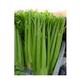 Seminte telina de petiol Pacal Green Horti Tops 1 GR - - Roveli