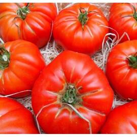 Seminte tomate Marmande Horti Tops 1 GR - - Roveli