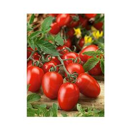 Seminte tomate Rio Grande Horti Tops 1 GR - - Roveli