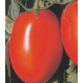 Seminte tomate prunisoare Templar F1 (1000 seminte) - - Roveli