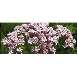 Seminte valeriana Florian 0.2 gr - - Roveli