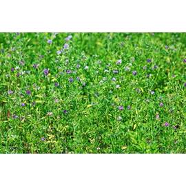 Seminte lucerna Dobrogea C1 drajata- Fitostart 1 kg - - Roveli
