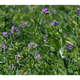 Seminte lucerna Valahia C1 drajata- Fitostart 1 kg - - Roveli