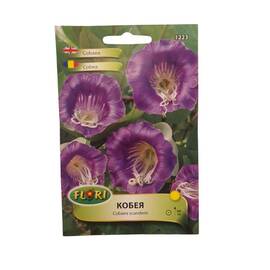 Seminte flori Cobea - albastra/ Cobaea scandens (5 seminte) - - Roveli