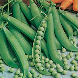 Seminte mazare de gradina Kelvedon 1 kg - - Roveli