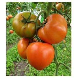 Seminte tomate Ismini F1 (500 seminte) - - Roveli