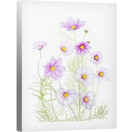 Tablou canvas - Cosmos Comfort, Cosmos, Floare, Alb, Luminos, Natura Moarta, 50 x 70 cm - - Roveli