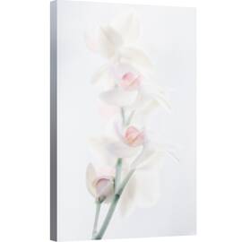 Tablou canvas - Frumusete Palida, Natura Moarta, Floare, Orhidee, 80 x 120 cm - - Roveli
