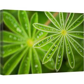Tablou canvas - Lupin, Floare, Israel, Picaturi, Apa, Ploaie, 80 x 120 cm - - Roveli