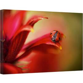 Tablou canvas - Pur si Simplu Rosu, Rosu, Gargarita, Pasiune, Floare, 60 x 90 cm - - Roveli