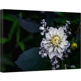 Tablou canvas - Floare de Dalie, Floare, Macro, Gradina, Petale, Alb, Dahlia, 60 x 90 cm - - Roveli