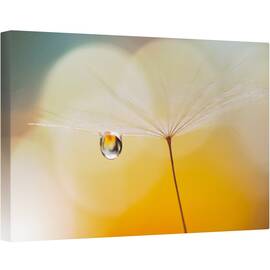 Tablou canvas - Muzica de Noapte, Papadie, Pene, Floare, 40 x 60 cm - - Roveli