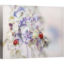 Tablou canvas - Fragil, Gandac, Gargarita, Buburuza, Macro, Puncte, Floare, 75 x 100 cm - - Roveli