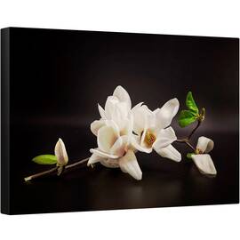 Tablou canvas - Magnolia, Flori, Spa, Zen, Natura Moarta, Intunecos, 60 x 90 cm - - Roveli
