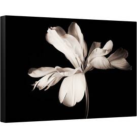 Tablou canvas - Natura Moarta, Floare, Alb-Negru, Intunecos, 60 x 90 cm - - Roveli