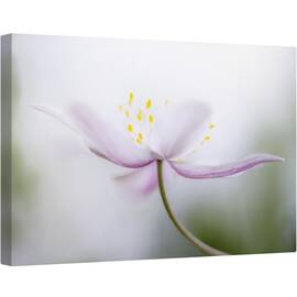 Tablou canvas - Nemorosa, Floare, Roz, Petale, Moale, 80 x 120 cm - - Roveli