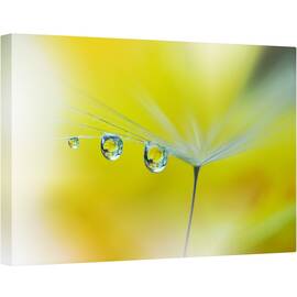 Tablou canvas - Raze de Soare, Galben, Papadie, Samanta, Reflectie, Moale, Vara, 80 x 120 cm - - Roveli