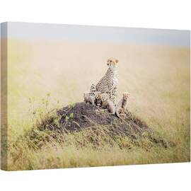 Tablou canvas - Regal Protector, Natura, Animal, Salbatic, Fauna, Ghepard, Cub, 80 x 120 cm - - Roveli