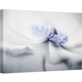 Tablou canvas - Spiritul Anemone, Anemona, Vara, Floare, Planta, 80 x 120 cm - - Roveli