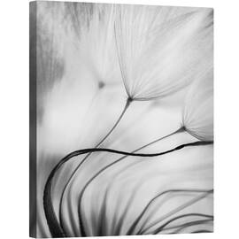 Tablou canvas - Sprijinire, Papadie, Seminte, Moale, Bland, Fragil, 40 x 50 cm - - Roveli