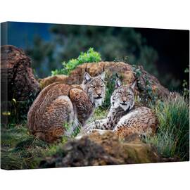 Tablou canvas - Animal, Lynx, Pradator, Cuplu, Pereche, Cabarga, 60 x 90 cm - - Roveli