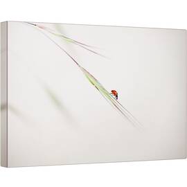Tablou canvas - Buburuza, Macro, Gargarita, Rosu, Iarba, Insecta, 40 x 60 cm - - Roveli
