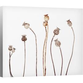 Tablou canvas - Flori de Maci, Natura Moarta, Grafic, 60 x 75 cm - - Roveli
