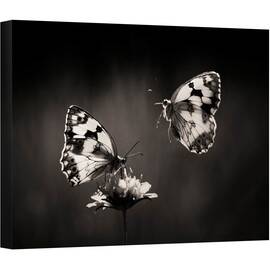 Tablou canvas - Fluture, Insecta, Natura, Floare, Fluturi, Spania, 60 x 80 cm - - Roveli
