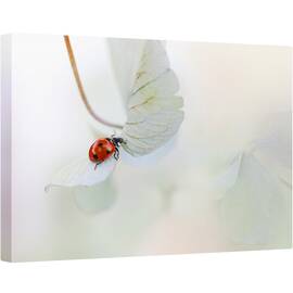 Tablou canvas - Gargarita Pe Hortensie, Gargarita, Moale, Rosu, Frunza, 60 x 90 cm - - Roveli