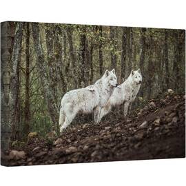 Tablou canvas - Intalnire Cu Lupii Albi, Lupi, Animale, Lup, Padure, Salbatic, Alb, 80 x 120 cm - - Roveli