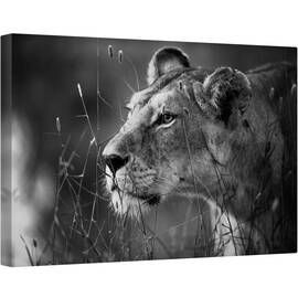 Tablou canvas - Leu, Leoaica, Felina, Fauna, Salbatic, Natura, 60 x 90 cm - - Roveli