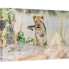 Tablou canvas - Pui de Leu, Cub, Fauna, Salbatic, Natura, Animal, 80 x 120 cm - - Roveli