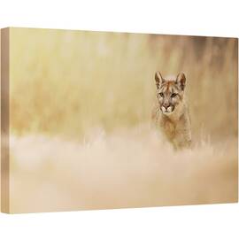 Tablou canvas - Puma, Fauna, Salbatic, Natura, Animal, Felina, 40 x 60 cm - - Roveli