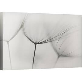 Tablou canvas - Tragopogon, Tragopogon, Rasad, Puieti, Alb-Negru, 50 x 80 cm - - Roveli