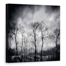 Tablou canvas - Ultimele Zile, Padure, Pomi, Mesteacan, 60 x 60 cm - - Roveli